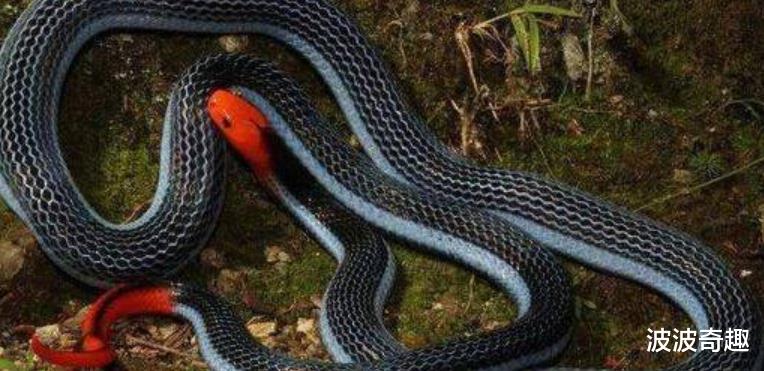 |色彩艳丽的冰火蛇，为什么会被认为是最毒的蛇？它是什么来头？