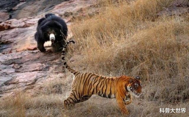 老虎|小兴安岭东北虎吃了黑熊，熊真干不过老虎吗？要看啥熊与啥虎去比