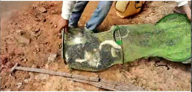 『太平湖』浅析：太平湖黄尾作钓攻略