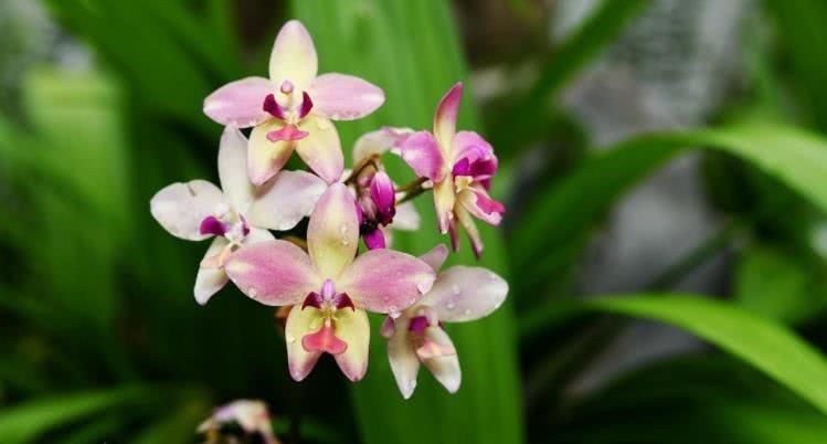 运势|8月中旬开始事业腾达，运势提前回升，翻身赚大钱的四大生肖