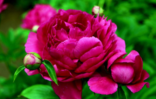 属鼠|在9月下旬里升官发财，财富满满，衣食无忧的三属相