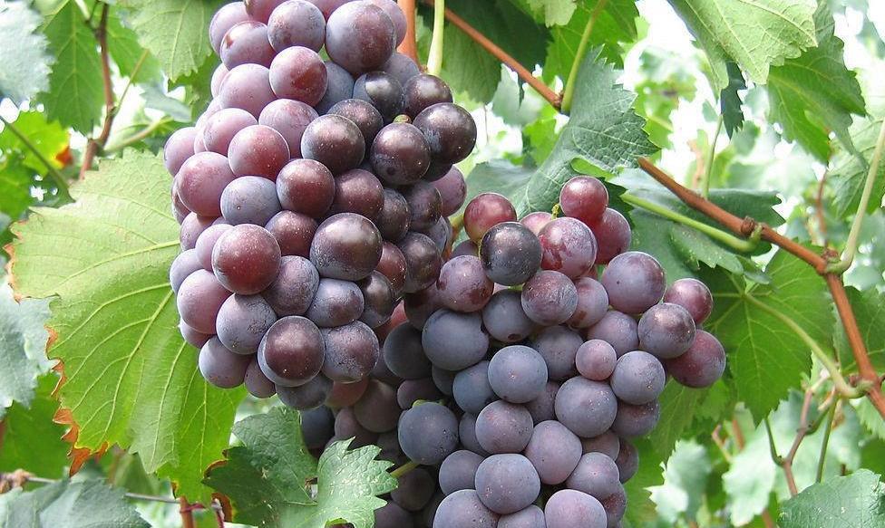 肝脏■肝毒的“解药”找到了,这三种水果经常吃,排净肝毒,让肝更舒服