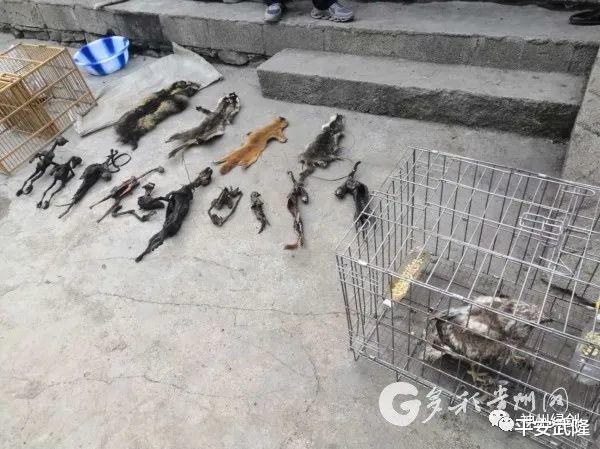 赫章|昆仑2020丨居然把野生动物用食盐腌制后放在柴火上熏干？！抓！