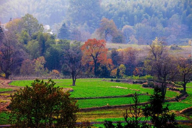 香山|秋色不输婺源，颜值美过香山，这座小村庄一到秋天就美成仙境
