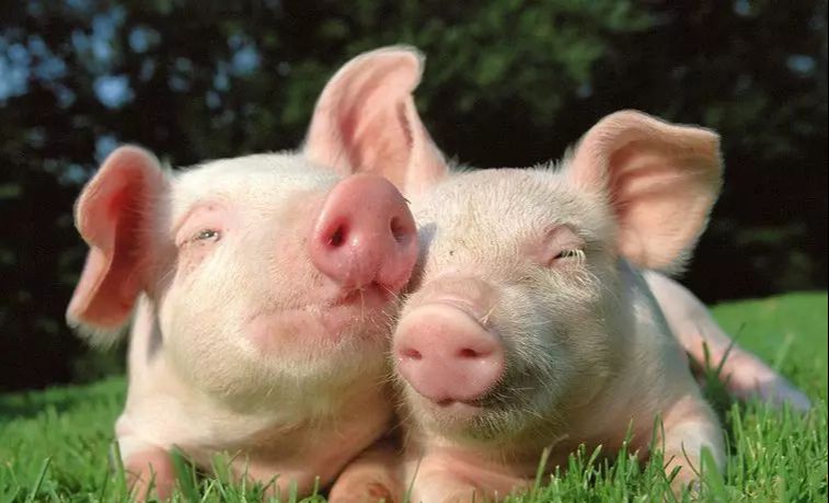 ▲大金猪：可以“歇歇了”！财神爷准备了大喜给你，就在明天