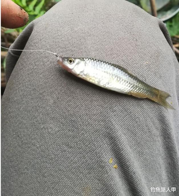 『』钓不到鱼的真实原因是什么？资源不好是硬伤，这些原因也很关键