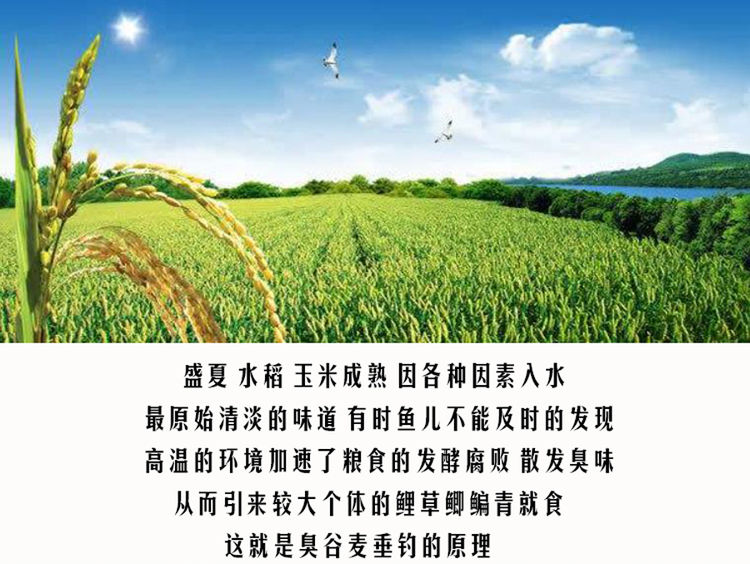 「鸡蛋」钓不到鱼怎么办?老大爷传授的“臭谷子”钓法,专攻大鲤鱼