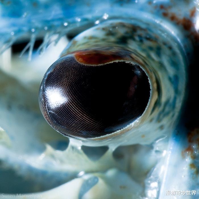 骆驼|28张你没见过的动物眼睛特写照，涨姿势了！