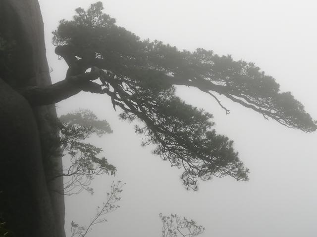 『三清山』我从三清山回来了，很失望