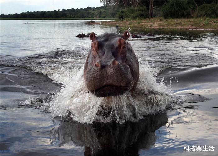 尼斯湖水怪：尼斯湖水怪传闻延续多年，它究竟存不存在？它的DNA有点问题！