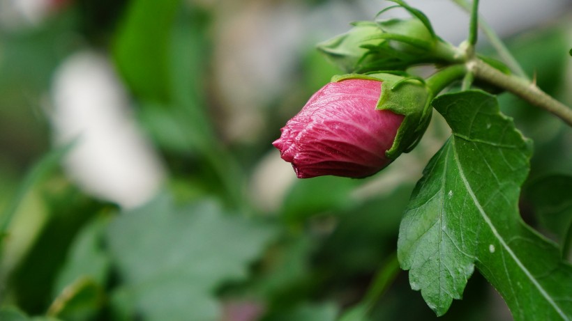 【】7月底期间，旧情环绕缘分难断，姻缘回归，再度相爱的四大生肖