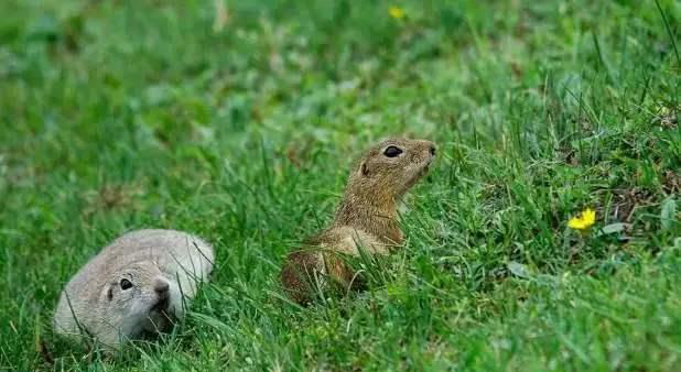 新疆维吾尔自治区|为啥新疆30万老鼠会集体跳崖自杀？科学家警告：人类要留心了