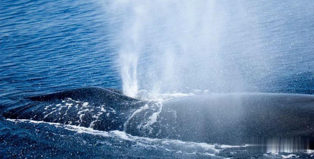 鲸鱼@鲸鱼头顶喷的居然不是海水，而是“毒气”！