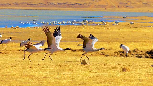 草海▲水深不过5米的贵州最大湖泊竟是人类禁地