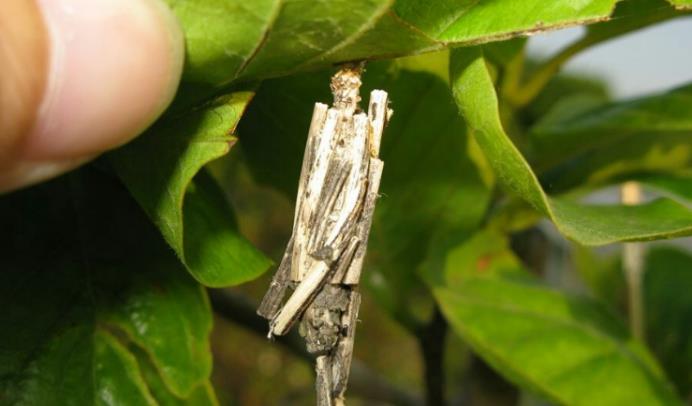 昆虫|它是昆虫界的天才,抢了建筑师的饭碗,还有着致命危险