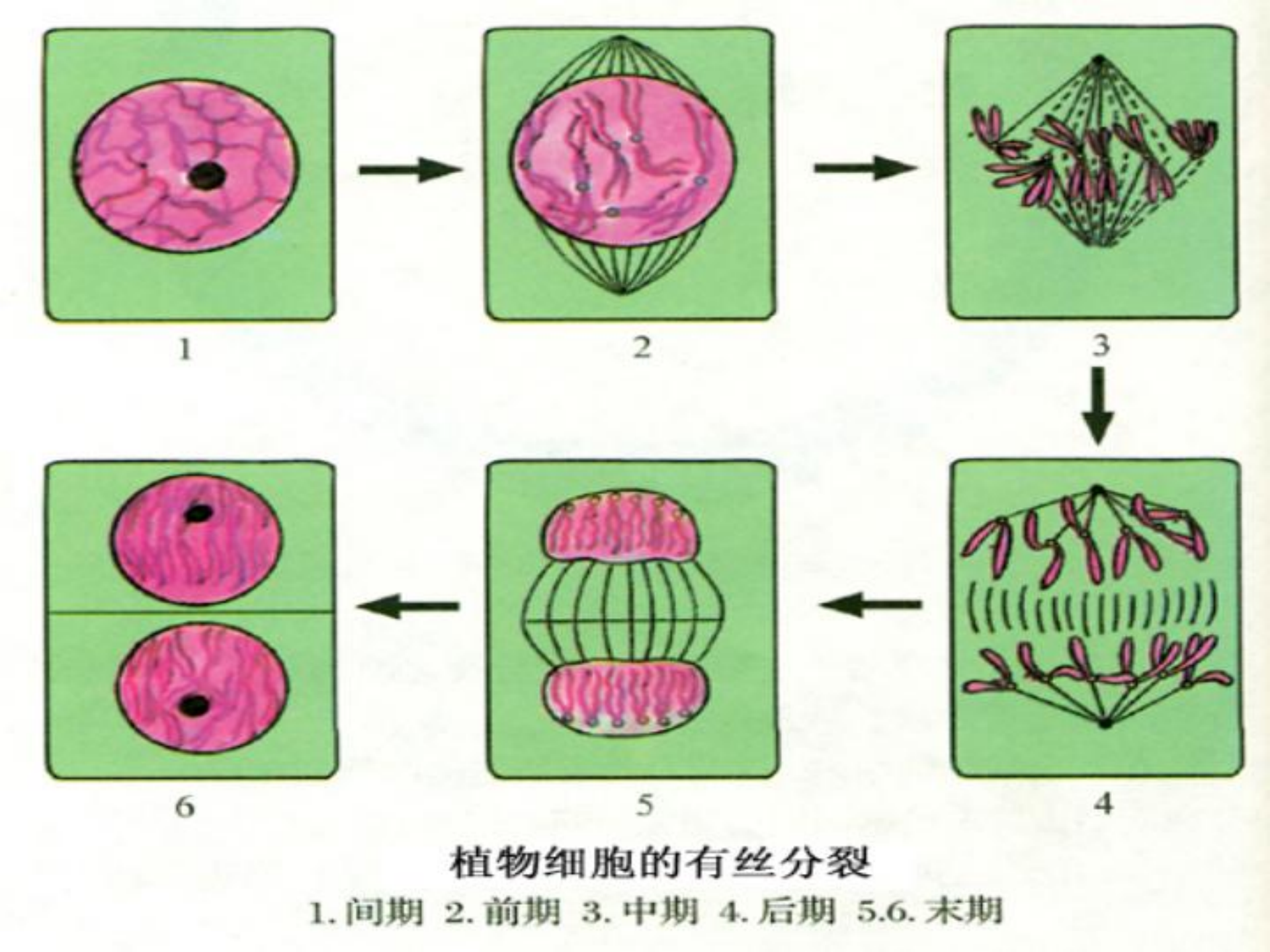 情侣|嗨！这有一份，高中生物｜所有重要图解彩色总汇，想要的拿走！