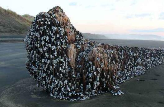 鲸鱼|鲸鱼身上为什么会有密密麻麻的“凸起物”？而鲸鲨却没有？