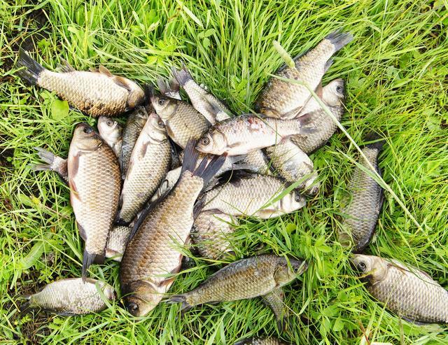 宁波|野钓鲫鱼，搓饵、拉饵、蚯蚓搭配散炮这样钓---皇禾渔具