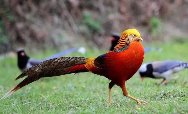 『属鸡』靠山山倒,靠河河干:家有鸡人一生最“克”谁?千真万确