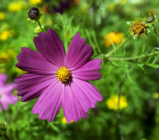 吉星|11月25号开始,4属相吉星庇佑,收获真爱,开启幸福生活