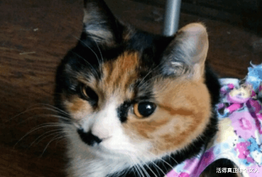 中华田园猫: 不是我吹, 什么品种猫都根本就不是我的对手!