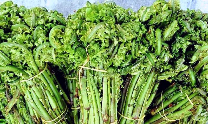 野菜|采摘期只有10天,人称“长寿菜”,价值极高长在路边常认错