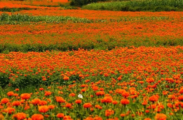 属马|8月中旬开始，4属相好运不断，惊喜接二连三，事业顺利，生活美好