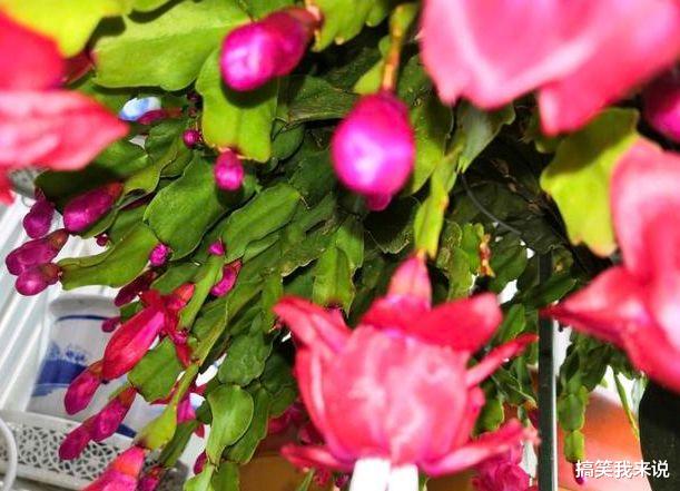 属狗|2周后，旧爱靠近，真情流露，3星座眉眼弯弯，坚决不放手