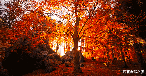 若尔盖|景 | 再过一个月，来看世间醉美的秋天！