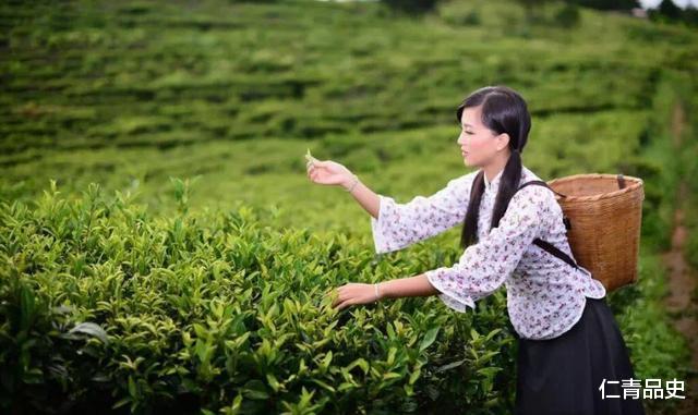##我国曾经称霸世界的茶是如何衰败下来的?你别不信,其实就两字