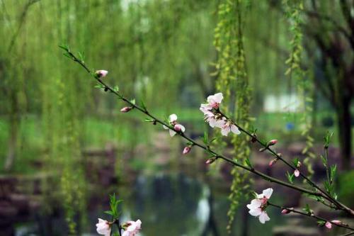 「射手座」探索4月起将春风撩人，情意绵绵，芳华流转，喜获良好姻缘的星座