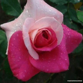 吉星▲未来10天,4属相吉星加持,渡过劫难,大运加身,前途一片光明