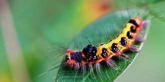 #科学家#人类为什么害怕虫子 根本原因还是没有处于食物链顶端