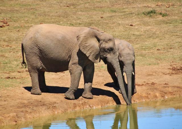|为什么人类喝地球上的水需要过滤，而其他任何生物都可以直接喝？