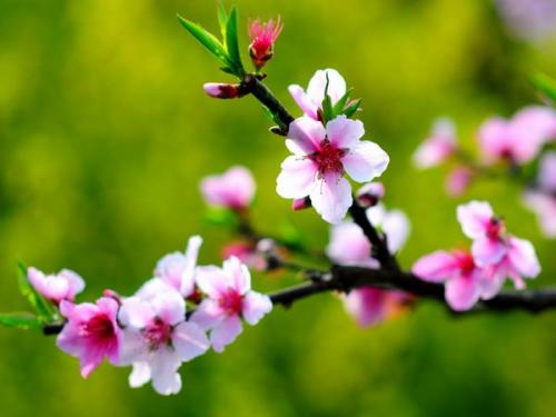 #摩羯座#3月，桃花运一波接一波，天空狂下桃花雨，兜兜转转遇真爱的星座