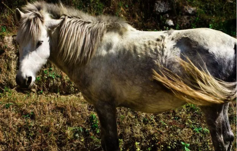 生肖马人2020年最大的囍报来啦，不接不吉利！