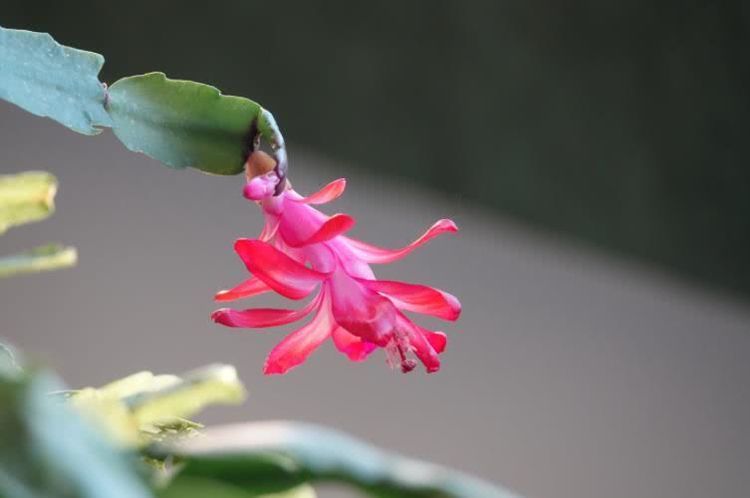 『金牛座』4月开始财运旺盛，机遇多多，事业步步高升的四大星座