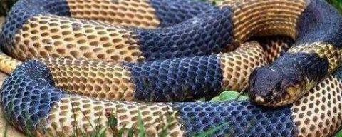 【毒液】蛇类单挑排行榜, 谁才是“大佬”?