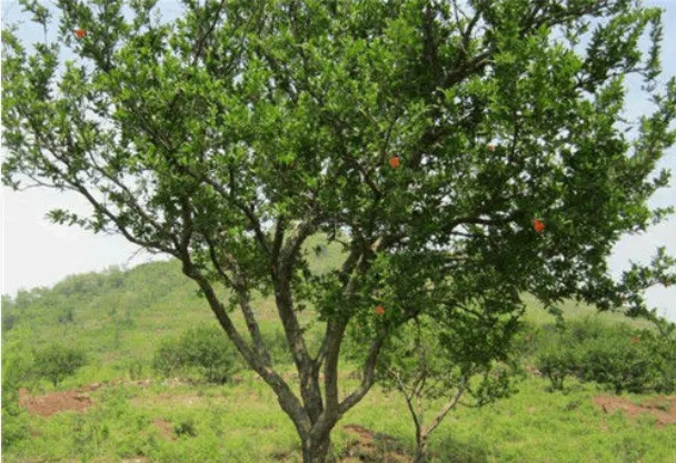 「秦始皇帝陵」秦始皇陵到底埋了多少水银？你看看山顶长的石榴树，就能明白