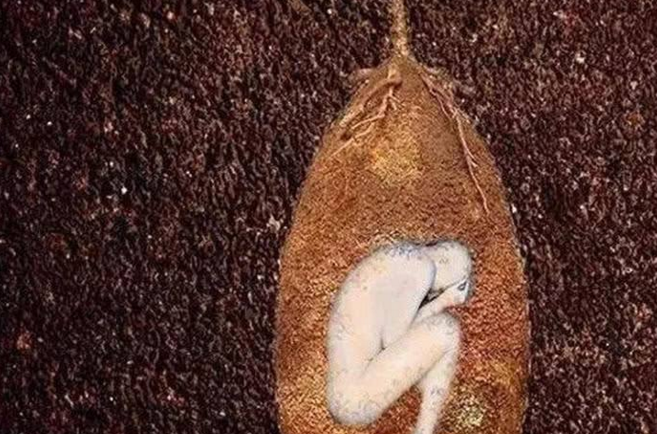 『科学家』人类是从蛋中孵化出来的?进化论受到挑战,意大利科学家找到证据