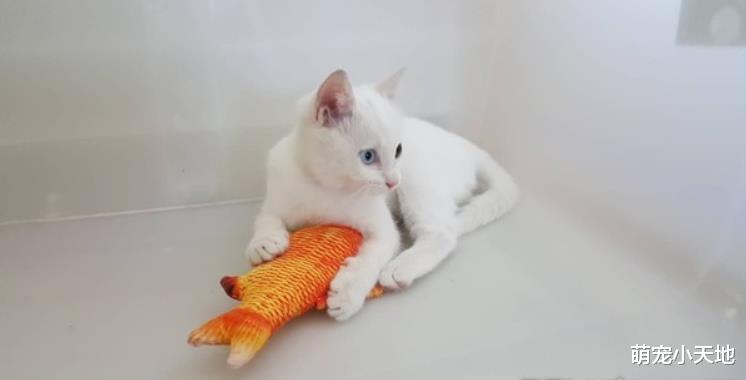 才说想养猫！隔几天就捡到异瞳馒头猫，打针超乖根本天使