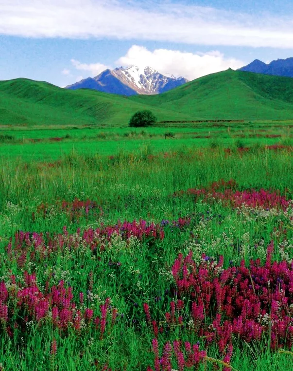 「甘肃」肃南!才是隐藏的人间天堂!