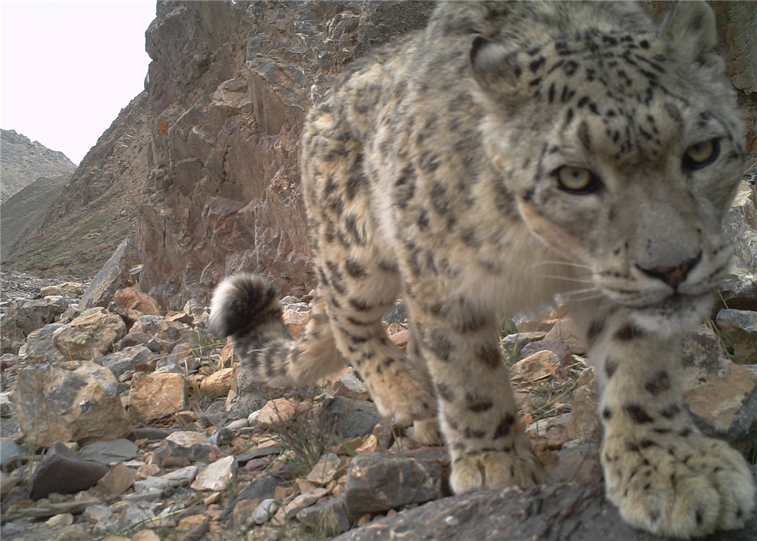 棕熊|祁连山发生什么？雪豹在刨土，狼追着红豺跑，连罕见的棕熊也来了