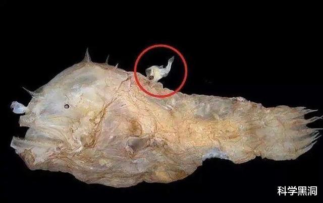 后代|绝佳的繁殖策略，把软饭吃到极致，最后变成配偶的“器官”