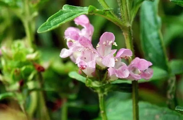 夏枯草@此草人称“纯阳之草”，春生夏亡，入药可清一身肝火，消诸类瘿瘤
