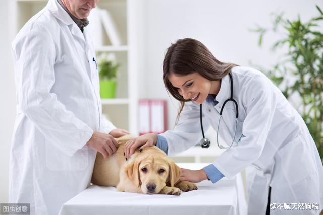 狗狗生病你知道吗？这7个表现，说明你家狗病得很严重