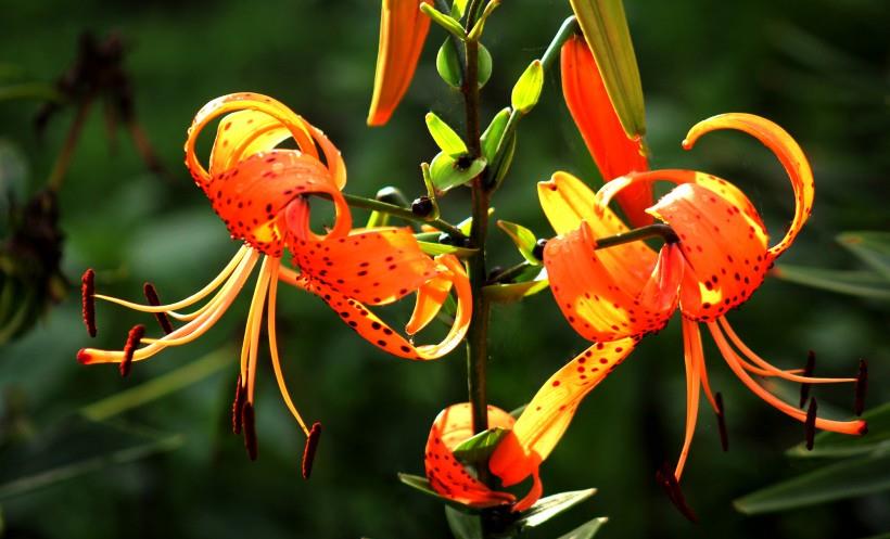 生肖|10月中旬，爱情运，金钱运，事业运，都呈现上升的趋势的四大星座