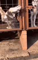 三星|无聊图热榜1006