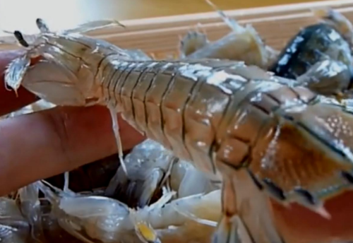 印度“超級蝦”泛濫成災，一隻重達2斤，白菜價賣到中國卻沒人買-圖5