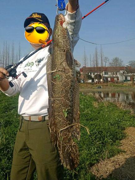|山东钓鱼人,湿地公园钓获“黑鱼精”,一百三十公分30斤